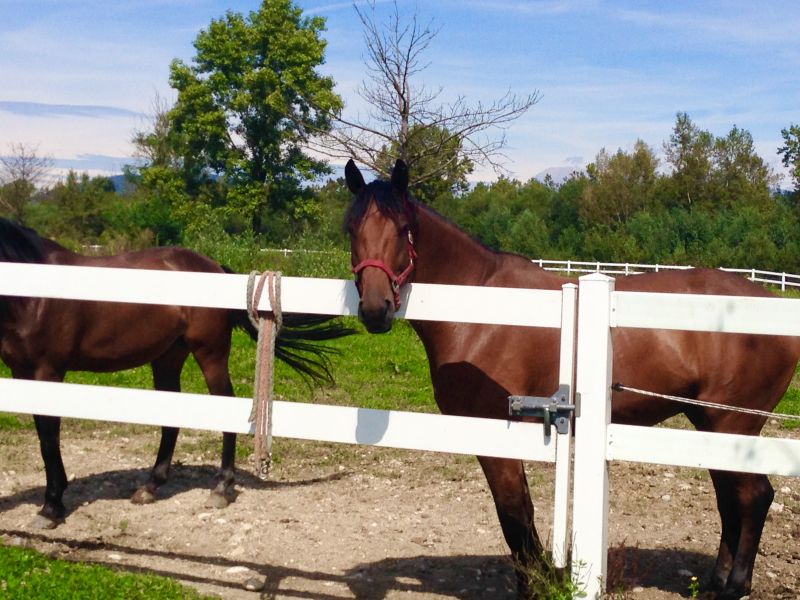Equine Fence Installation in Pearland, TX